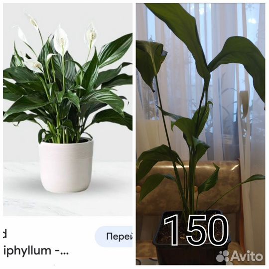 Кливия, спатифиллум