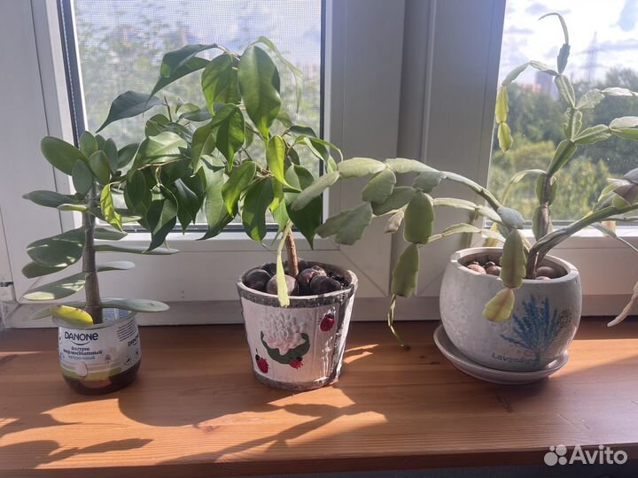 Фикус, декабрист и др