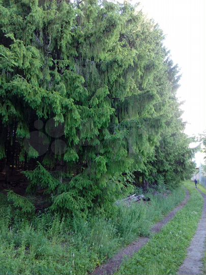 Участок 10,6 сот. (СНТ, ДНП)