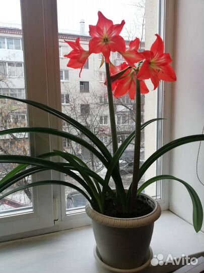 Гиппеаструм амариллис