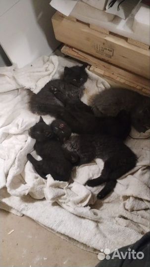 Отдам бесплатно котят