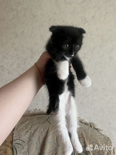 Вислоухие котята