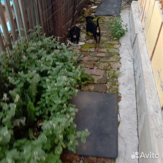 Щенки немецкой овчарки ч/п
