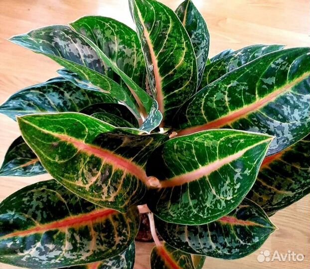 Аглаонема чатра монгол