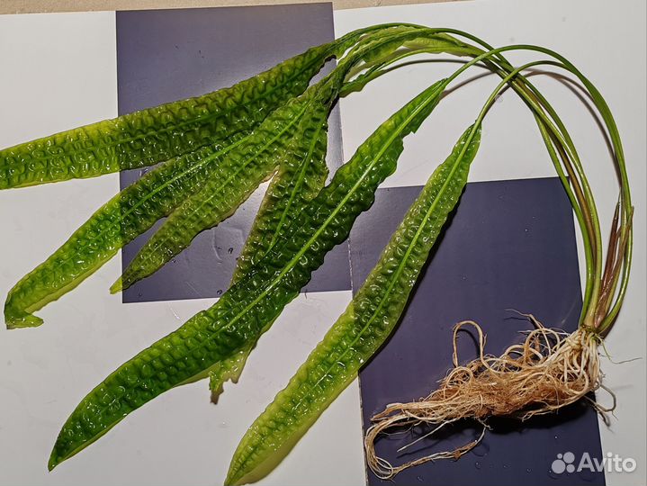 Аквариумные растения