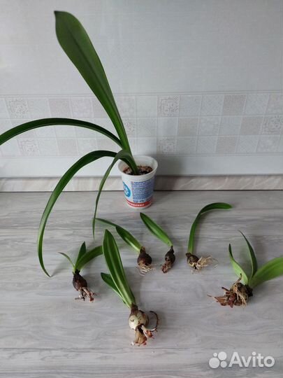 Гиппеаструм, традесканция