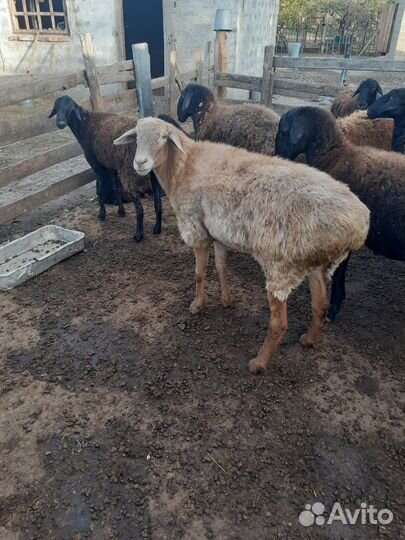 Овцы курдючные 3хлетки котные