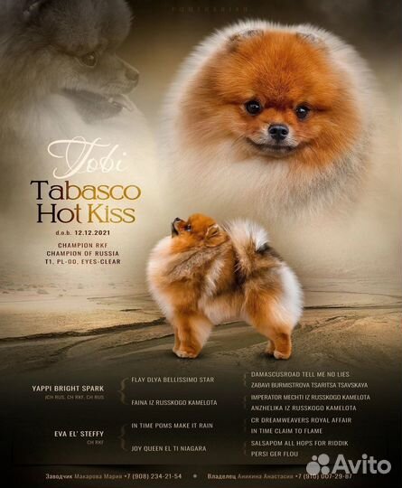 Кобель для вязки(Чемпион России, померанский шпиц)