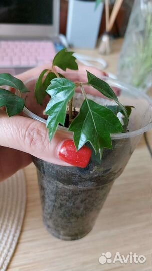 Комеатные растения циссус(домашний виноград)