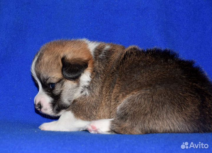 Вельш корги пемброк щенки