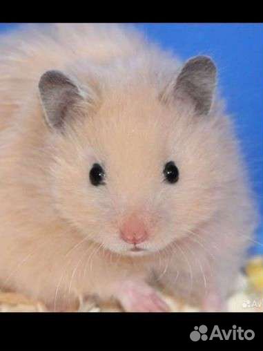 Сирийский хомяк