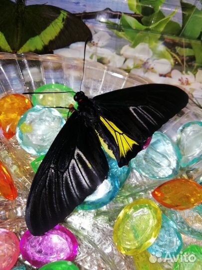 Живые тропические бабочки