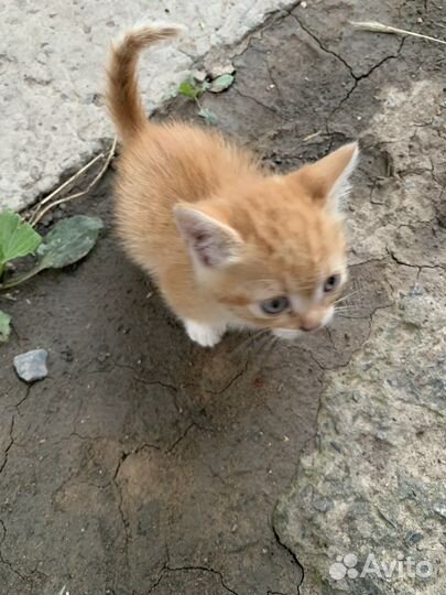 Кошки в добрые руки бесплатно