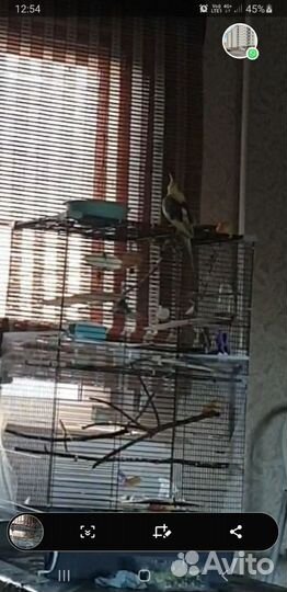 Попугай пара корелла с клеткой