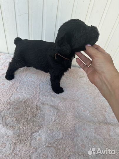 Ризеншнауцер