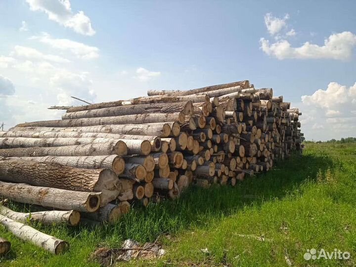 Лес пиловачник