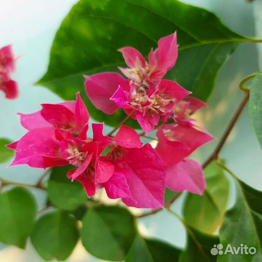 Бугенвиллеи сортовые,все в тексте объявления