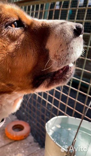 Красивая коровка пропадает в приюте