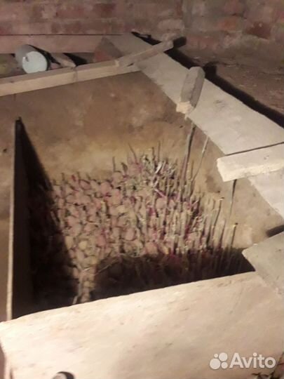 Картофель на посадку или на еду