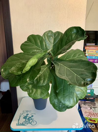 Фикус лирата большой комнатное растение