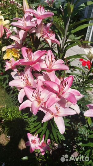 Лилии луковицы