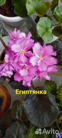 Детки фиалок