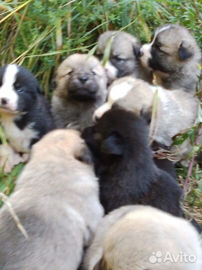 Щенки алабая бесплатно