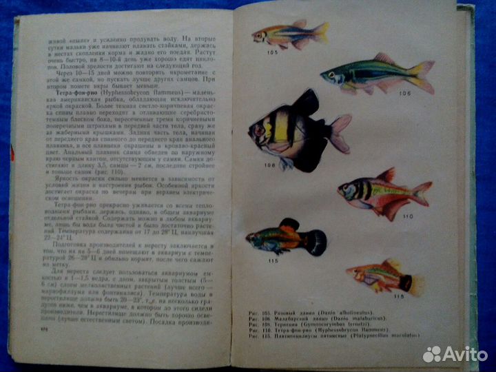 Книга (1964г.)
