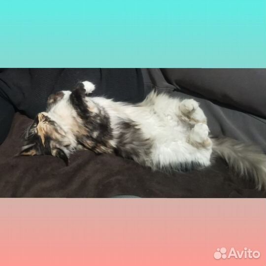 Кошка ищет кота на вязку