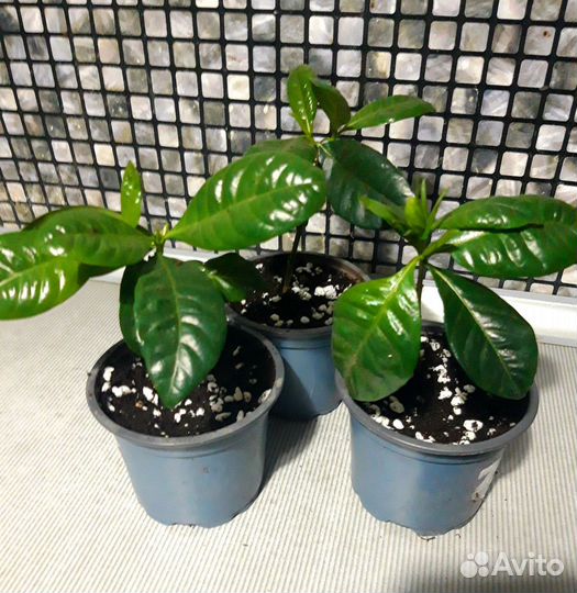 Гардения жасминовидная