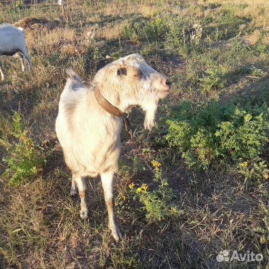 Козлы Ламанча для покрытия коз и продажа