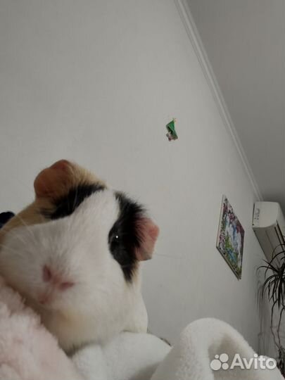 Передержка грызунов