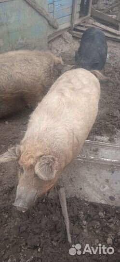 Свиноматки