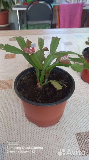 Дендробиум