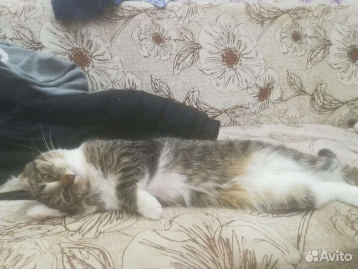 Вязка кошек бесплатно