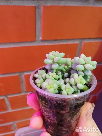 Седум буррито