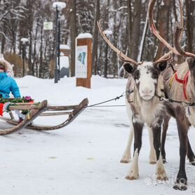 Олени запряженные в нарты. Оленья упряжь