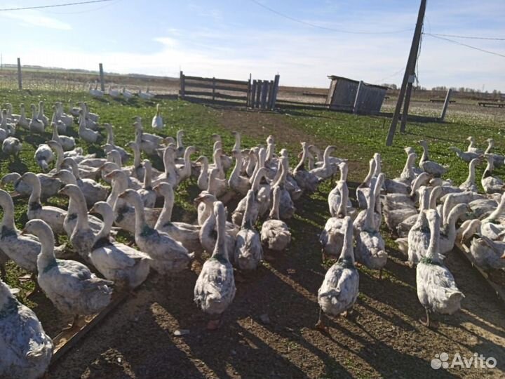 Гуси Линда 5 мес