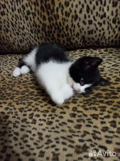 2 котёнка (М и Ж)