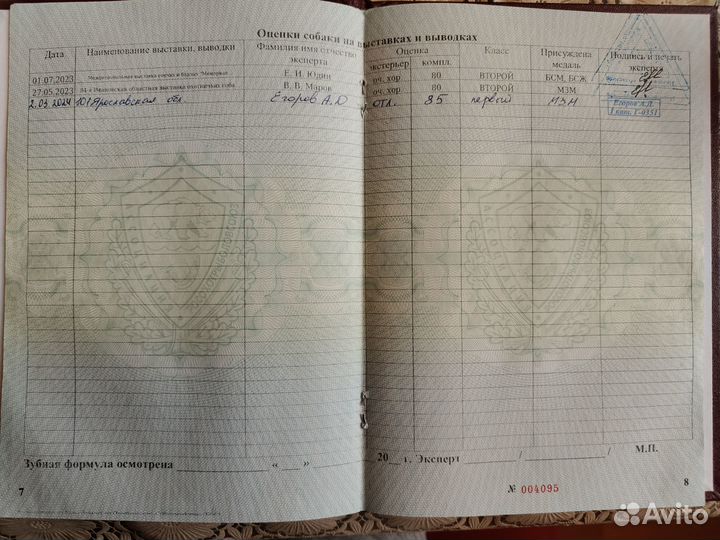 Щенки русской гончей