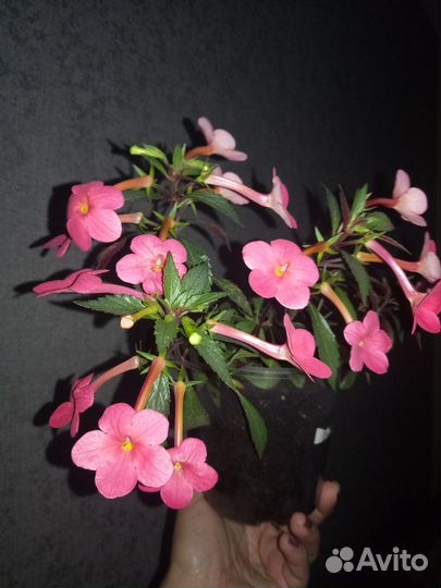 Ахименес Сабрина