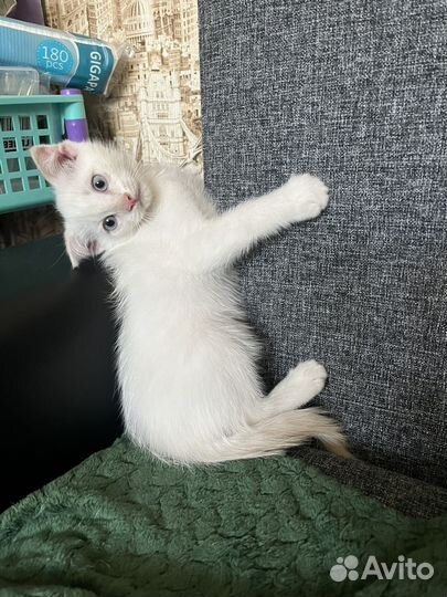 Котёнок вислоухий