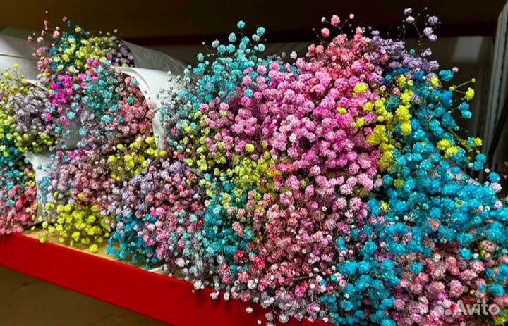 Пышная Гипсофила оптом