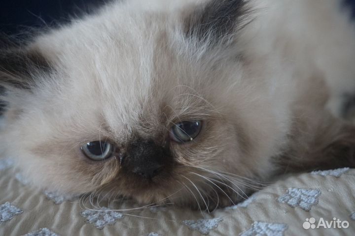 Персидские братики