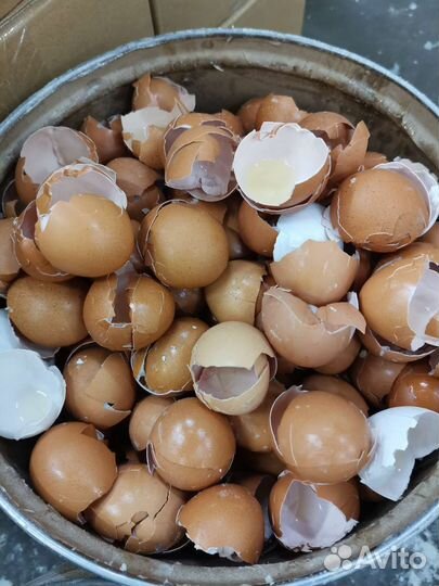 Яичная скорлупа