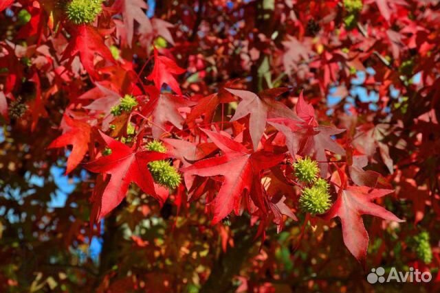 Ликвидамбар Амбровое дерево семена саженцы