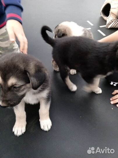 Щенки