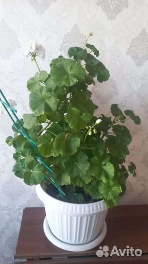 Герань пеларгония белая с горшком