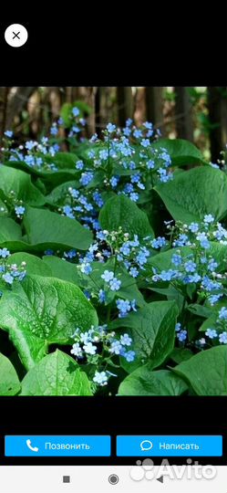 Многолетние цветы