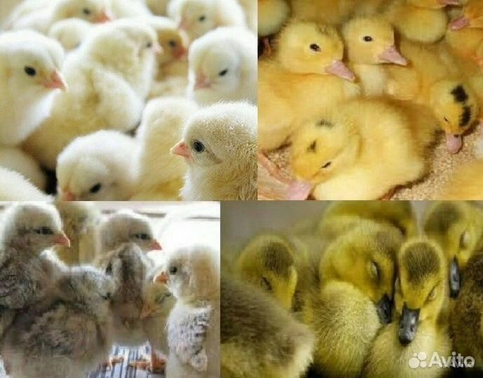 Цыплята Гусята Утята Индюшата Бройлеры